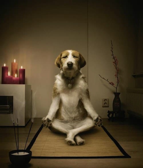 dog-meditating